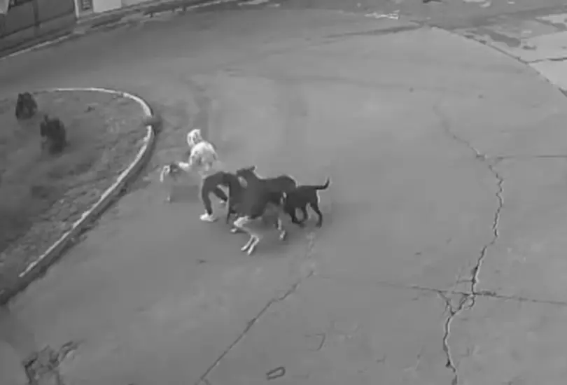 La jauría de perros habría agredido a varias personas en la zona en meses anteriores. La jauría de perros habría agredido a varias personas en la zona en meses anteriores.