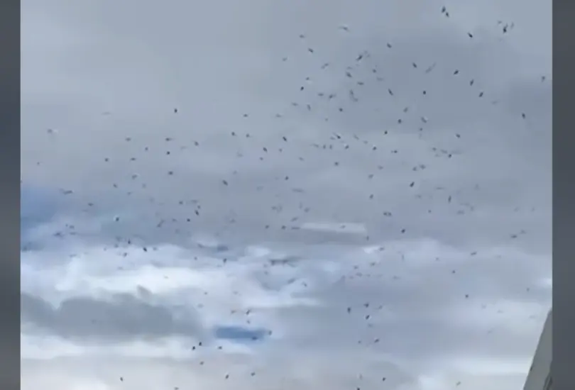 Las imágenes de los zopilotes sobrevolando Poza Rica se viralizaron en redes sociales. Las imágenes de los zopilotes sobrevolando Poza Rica se viralizaron en redes sociales.
