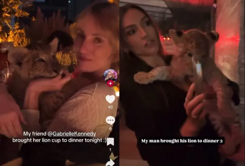 Video de un cachorro de león en Polanco causa polémica.