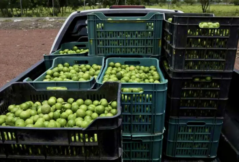Limoneros bajo fuego: los grupos criminales que aterrorizan a productores michoacanos