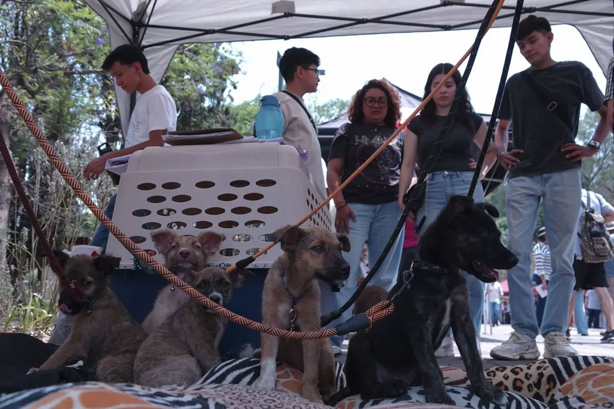 Avanzaron las adopciones en Puebla. Imagen ilustrativa. Cuartoscuro.
