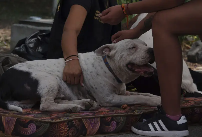 Crecen adopciones de mascotas en Puebla. Crecen adopciones de mascotas en Puebla.