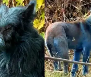 VIDEO: Perros azules en Chernóbil, ¿qué hay detrás de este extraño avistamiento?