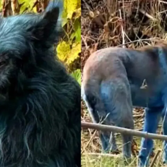 VIDEO: Perros azules en Chernóbil, ¿qué hay detrás de este extraño avistamiento? VIDEO: Perros azules en Chernóbil, ¿qué hay detrás de este extraño avistamiento?