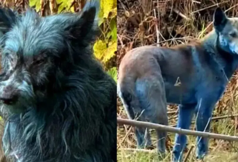 ¿Por qué los perritos de Chernóbil son azules? ¿Por qué los perritos de Chernóbil son azules?